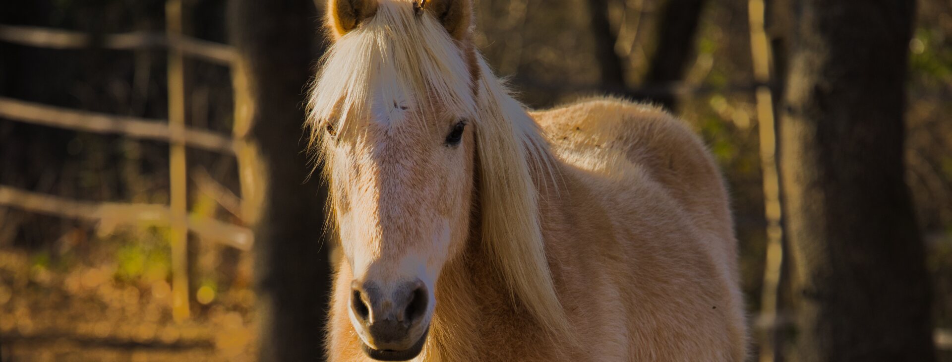 Portrait animal 1